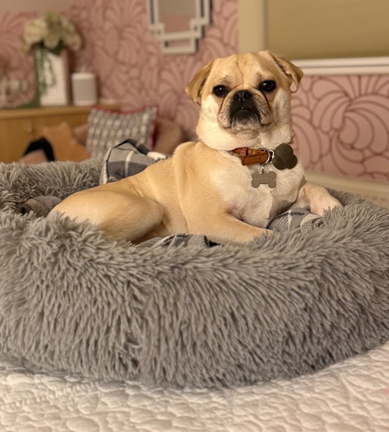 A freshly groomed fawn pug-cross sitting upright in a fluffy grey donut bed in a pink-walled room