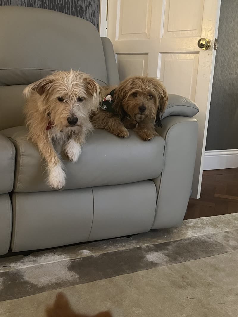 Two wiry terrier-type dogs sitting together on a grey leather recliner by a door