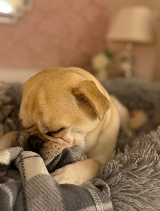 Close-up of a fawn dog dozing with its face buried in a soft blanket