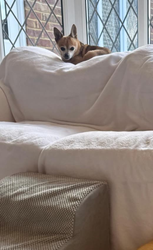 A tan and white chihuahua curled up on the back of a cream armchair by a window